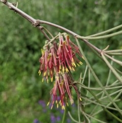 Amyema cambagei (Sheoak Mistletoe) at Wallaroo, NSW - 21 Oct 2020 by mainsprite