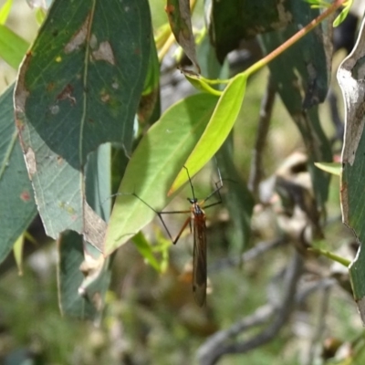 Harpobittacus australis (Hangingfly) at Mount Mugga Mugga - 23 Oct 2020 by Mike