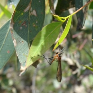 Harpobittacus australis at Symonston, ACT - 23 Oct 2020