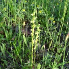 Hymenochilus cycnocephalus (Swan greenhood) at Jerrabomberra, ACT - 22 Oct 2020 by Mike