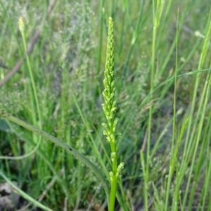 Microtis parviflora at Isaacs Ridge - suppressed