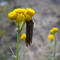 Clania lewinii (Lewin's case moth) at Isaacs Ridge and Nearby - 22 Oct 2020 by Mike