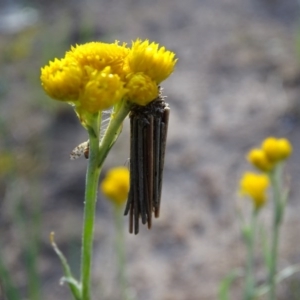 Clania lewinii & similar Casemoths at Jerrabomberra, ACT - 22 Oct 2020