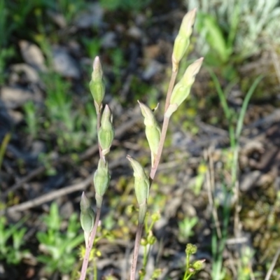 Thelymitra (Genus) (Sun Orchid) at Jerrabomberra, ACT - 22 Oct 2020 by Mike