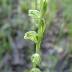 Hymenochilus cycnocephalus at Isaacs Ridge - 22 Oct 2020