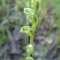 Hymenochilus cycnocephalus (Swan greenhood) at Jerrabomberra, ACT - 22 Oct 2020 by Mike