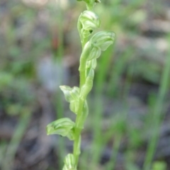 Hymenochilus cycnocephalus at Isaacs Ridge - 22 Oct 2020