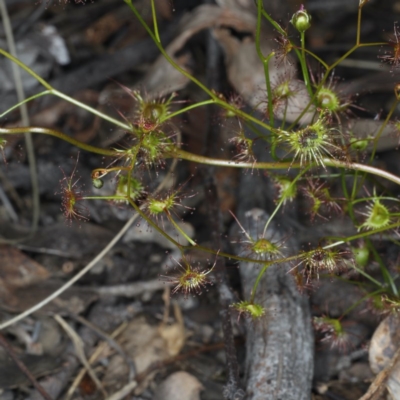 Drosera auriculata (Tall Sundew) at Downer, ACT - 22 Oct 2020 by jb2602