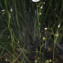 Drosera auriculata at Downer, ACT - 22 Oct 2020