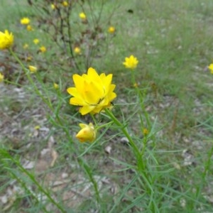 Xerochrysum viscosum at O'Malley, ACT - 21 Oct 2020