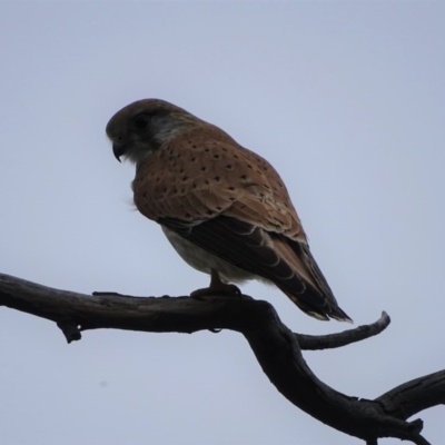 Falco cenchroides (Nankeen Kestrel) at Mount Mugga Mugga - 21 Oct 2020 by Mike