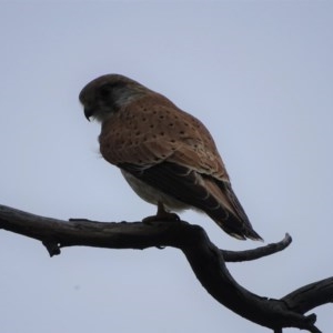 Falco cenchroides at O'Malley, ACT - 21 Oct 2020