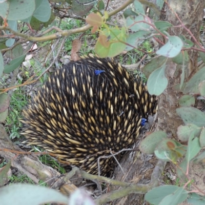 Tachyglossus aculeatus (Short-beaked Echidna) at Isaacs Ridge and Nearby - 21 Oct 2020 by Mike