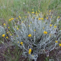 Chrysocephalum apiculatum (Common Everlasting) at Isaacs Ridge - 20 Oct 2020 by Mike