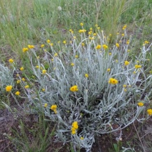 Chrysocephalum apiculatum at Jerrabomberra, ACT - 20 Oct 2020