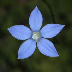 Wahlenbergia sp. at Acton, ACT - 22 Oct 2020 12:26 PM