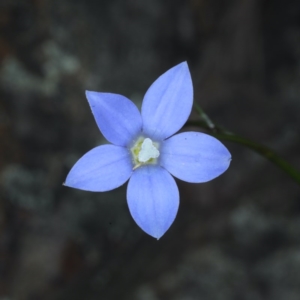 Wahlenbergia sp. at Acton, ACT - 22 Oct 2020