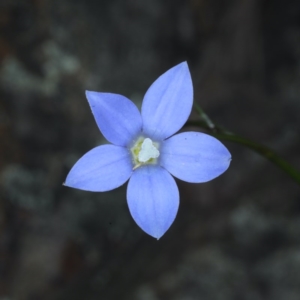 Wahlenbergia sp. at Acton, ACT - 22 Oct 2020 12:26 PM