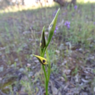 Diuris sulphurea (Tiger Orchid) at Isaacs Ridge and Nearby - 20 Oct 2020 by Mike