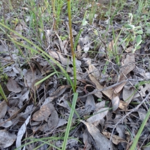 Diuris sulphurea at Jerrabomberra, ACT - 20 Oct 2020