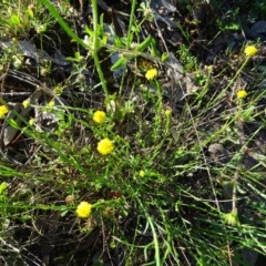 Calotis lappulacea (Yellow Burr Daisy) at Jerrabomberra, ACT - 20 Oct 2020 by Mike