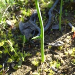 Microtis sp. (Onion Orchid) at Isaacs Ridge and Nearby - 20 Oct 2020 by Mike