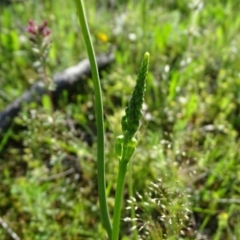 Microtis sp. at Jerrabomberra, ACT - suppressed