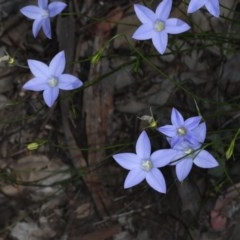 Wahlenbergia sp. (Bluebell) at Downer, ACT - 22 Oct 2020 by jb2602