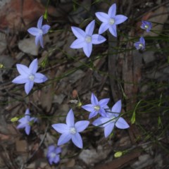 Wahlenbergia sp. at Downer, ACT - 22 Oct 2020