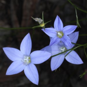 Wahlenbergia sp. at Downer, ACT - 22 Oct 2020