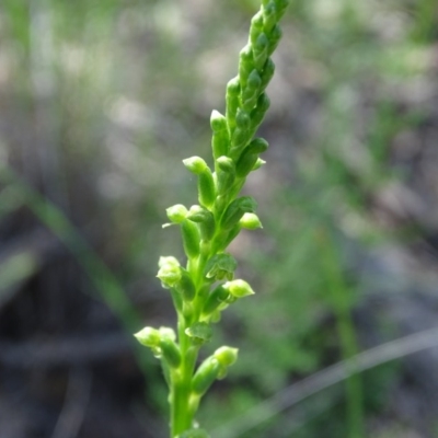 Microtis unifolia (Common Onion Orchid) at Wanniassa Hill - 20 Oct 2020 by Mike