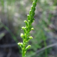 Microtis unifolia (Common onion orchid) at Tuggeranong DC, ACT - 20 Oct 2020 by Mike
