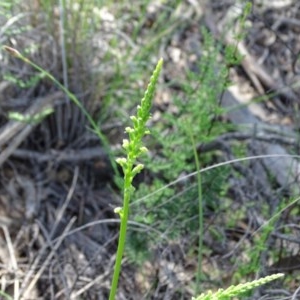 Microtis unifolia at Tuggeranong DC, ACT - 20 Oct 2020