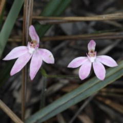 Caladenia carnea (Pink Fingers) at Acton, ACT - 22 Oct 2020 by jb2602