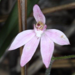 Caladenia carnea at Acton, ACT - 22 Oct 2020