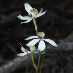 Caladenia cucullata at Downer, ACT - 22 Oct 2020