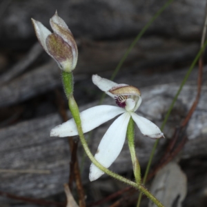 Caladenia cucullata at Downer, ACT - 22 Oct 2020