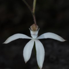 Caladenia moschata (Musky Caps) at Point 5078 - 22 Oct 2020 by jb2602