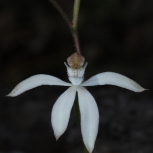 Caladenia moschata at Point 5078 - 22 Oct 2020