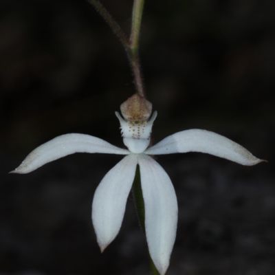 Caladenia moschata (Musky Caps) at Point 5078 - 22 Oct 2020 by jb2602