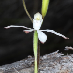 Caladenia moschata at Point 5078 - 22 Oct 2020