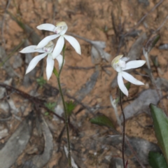 Caladenia moschata at Point 5078 - suppressed