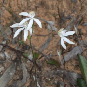 Caladenia moschata at Point 5078 - 22 Oct 2020