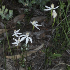 Caladenia moschata at Point 5078 - 22 Oct 2020