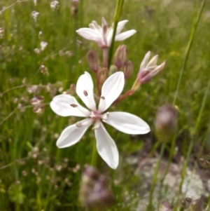 Burchardia umbellata at Murrumbateman, NSW - 23 Oct 2020 01:43 PM