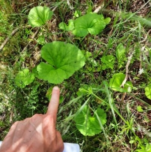 Pelargonium sp. at Wallaroo, NSW - 20 Oct 2020