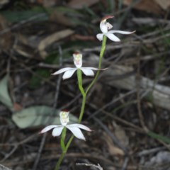 Caladenia moschata (Musky Caps) at Black Mountain - 22 Oct 2020 by jb2602