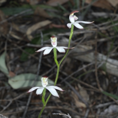 Caladenia moschata (Musky Caps) at Downer, ACT - 22 Oct 2020 by jb2602