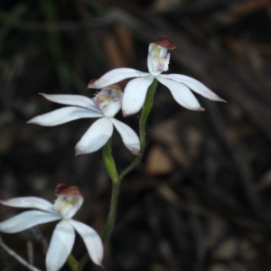 Caladenia moschata at Downer, ACT - 22 Oct 2020