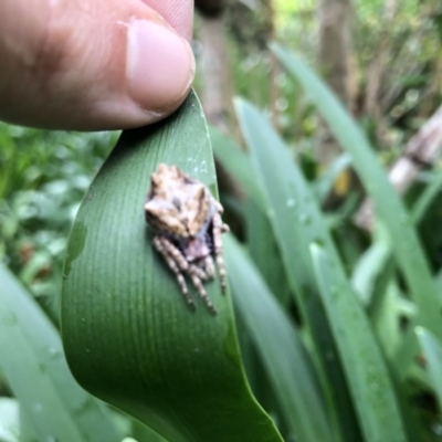 Backobourkia sp. (genus) (An orb weaver) at Berry, NSW - 23 Oct 2020 by Username279